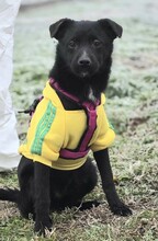 MARLA, Hund, Mischlingshund in Kroatien - Bild 3