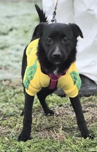 MARLA, Hund, Mischlingshund in Kroatien - Bild 6