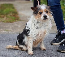 FIFI, Hund, Mischlingshund in Kroatien - Bild 5