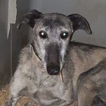 WHISKY, Hund, Galgo Español in Spanien - Bild 1