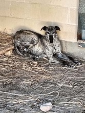 WHISKY, Hund, Galgo Español in Spanien - Bild 2