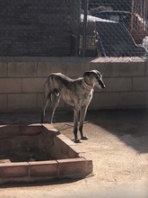 WHISKY, Hund, Galgo Español in Spanien - Bild 3