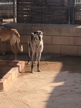 WHISKY, Hund, Galgo Español in Spanien - Bild 4