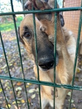 LEO, Hund, Deutscher Schäferhund in Viersen - Bild 1