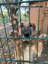 LEO, Hund, Deutscher Schäferhund in Viersen - Bild 2