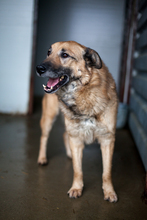 LEO, Hund, Deutscher Schäferhund in Viersen - Bild 3