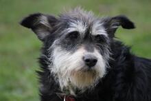 EMMA, Hund, Schnauzer-Mix in Wuppertal - Bild 1