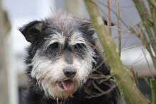 EMMA, Hund, Schnauzer-Mix in Wuppertal - Bild 10