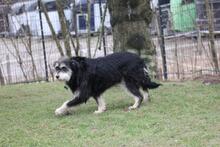 EMMA, Hund, Schnauzer-Mix in Wuppertal - Bild 12