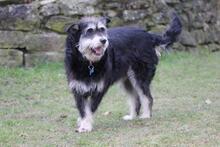 EMMA, Hund, Schnauzer-Mix in Wuppertal - Bild 2