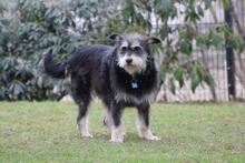 EMMA, Hund, Schnauzer-Mix in Wuppertal - Bild 3