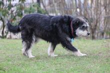 EMMA, Hund, Schnauzer-Mix in Wuppertal - Bild 4