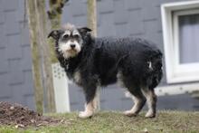 EMMA, Hund, Schnauzer-Mix in Wuppertal - Bild 5