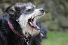 EMMA, Hund, Schnauzer-Mix in Wuppertal - Bild 6