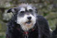 EMMA, Hund, Schnauzer-Mix in Wuppertal - Bild 7