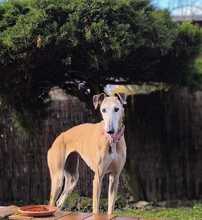 ESTRELLA, Hund, Galgo Español in Nister - Bild 1