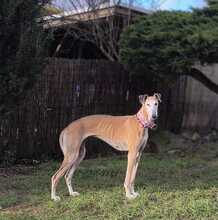 ESTRELLA, Hund, Galgo Español in Nister - Bild 2