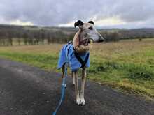 ESTRELLA, Hund, Galgo Español in Nister - Bild 3