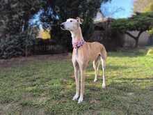 ESTRELLA, Hund, Galgo Español in Nister - Bild 4