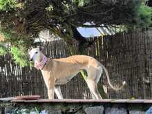 ESTRELLA, Hund, Galgo Español in Nister - Bild 5