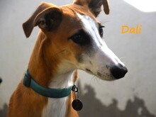 DALI, Hund, Galgo Español in Spanien - Bild 1