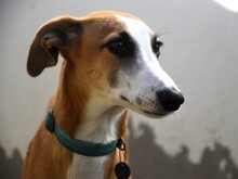 DALI, Hund, Galgo Español in Spanien - Bild 10