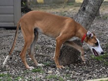 DALI, Hund, Galgo Español in Spanien - Bild 12