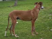 DALI, Hund, Galgo Español in Spanien - Bild 13