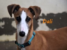 DALI, Hund, Galgo Español in Spanien - Bild 18