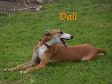 DALI, Hund, Galgo Español in Spanien - Bild 19