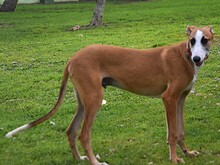 DALI, Hund, Galgo Español in Spanien - Bild 3