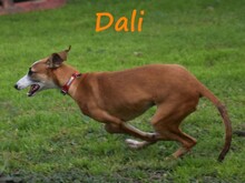 DALI, Hund, Galgo Español in Spanien - Bild 6