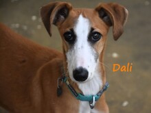 DALI, Hund, Galgo Español in Spanien - Bild 7