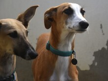 DALI, Hund, Galgo Español in Spanien - Bild 8