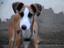 DALI, Hund, Galgo Español in Spanien - Bild 9