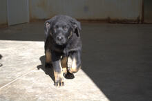 TYKE, Hund, Mischlingshund in Adelsried - Bild 1