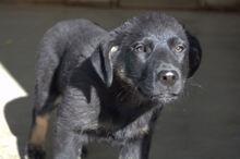 TYKE, Hund, Mischlingshund in Adelsried - Bild 2