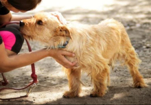 SPIDY, Hund, Mischlingshund in Slowakische Republik - Bild 5