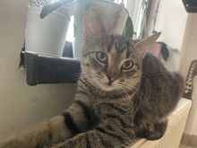 SIMBA, Katze, Europäisch Kurzhaar-Mix in Rumänien - Bild 3