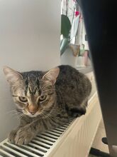 SIMBA, Katze, Europäisch Kurzhaar-Mix in Rumänien - Bild 4