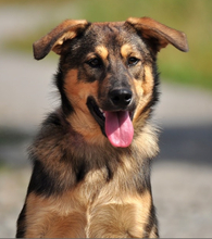 JAMES, Hund, Mischlingshund in Slowakische Republik - Bild 1