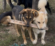 JAMES, Hund, Mischlingshund in Slowakische Republik - Bild 10