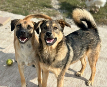 JAMES, Hund, Mischlingshund in Slowakische Republik - Bild 11