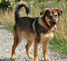 JAMES, Hund, Mischlingshund in Slowakische Republik - Bild 2