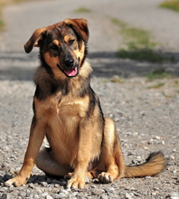 JAMES, Hund, Mischlingshund in Slowakische Republik - Bild 3