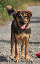 JAMES, Hund, Mischlingshund in Slowakische Republik - Bild 4