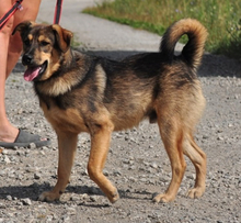 JAMES, Hund, Mischlingshund in Slowakische Republik - Bild 5