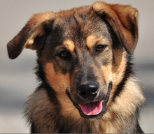 JAMES, Hund, Mischlingshund in Slowakische Republik - Bild 6