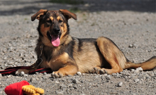 JAMES, Hund, Mischlingshund in Slowakische Republik - Bild 9