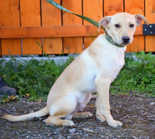 HELIX, Hund, Mischlingshund in Slowakische Republik - Bild 1